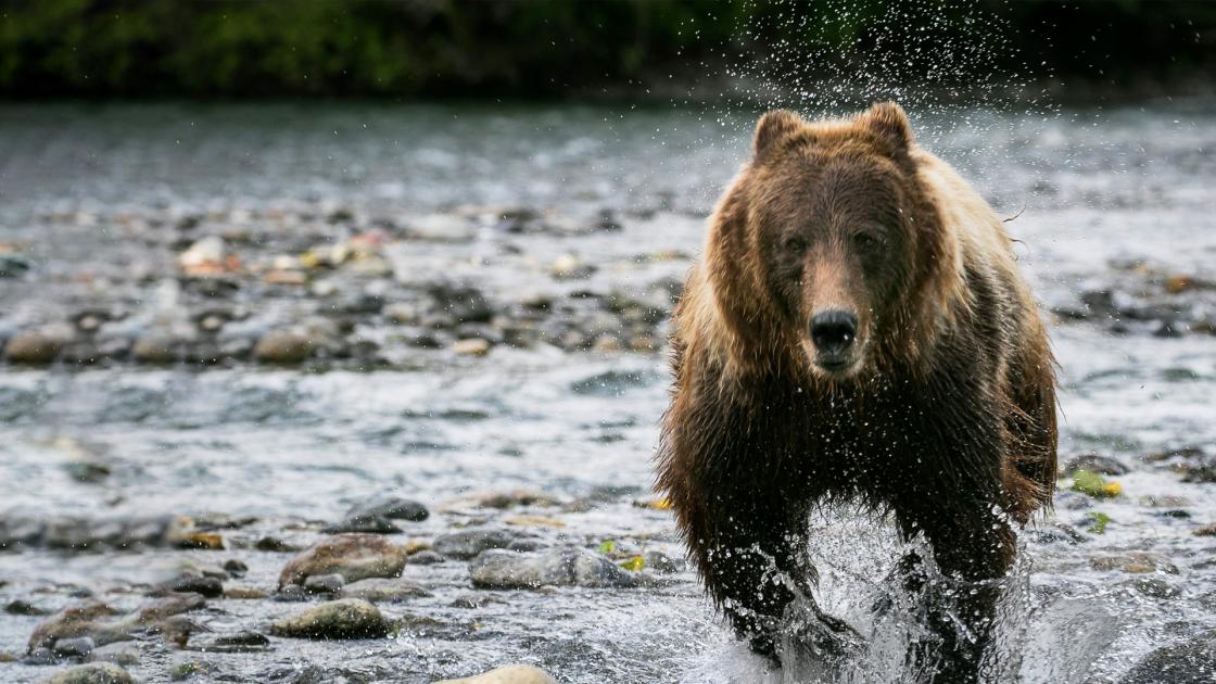 Facing Grizzlies Knowledge.ca